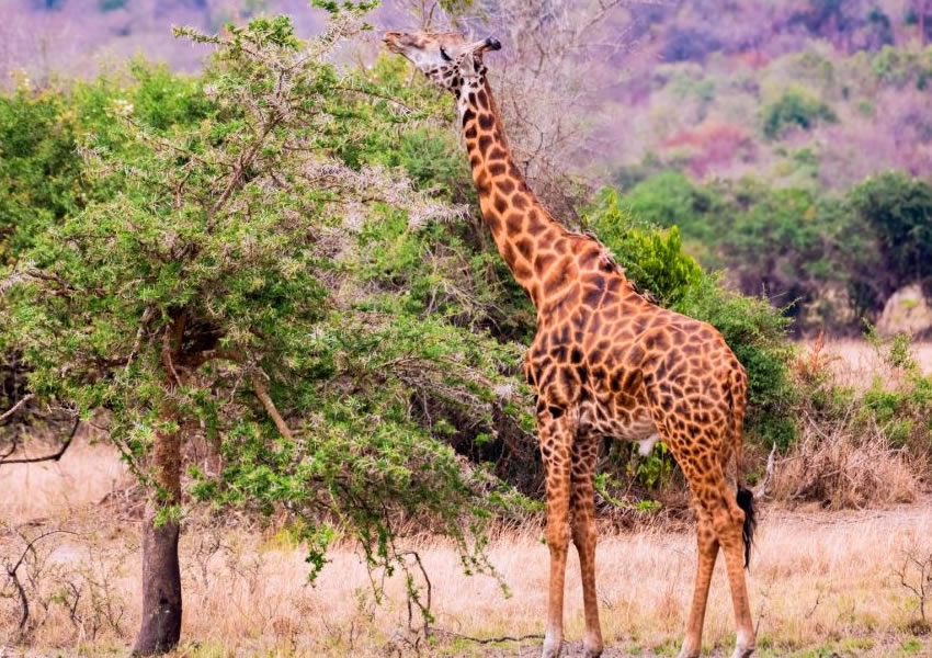 3 Days Akagera National Park Wildlife Safari