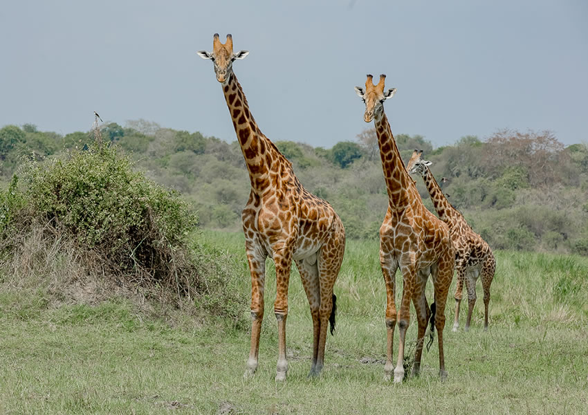 Akagera National Park