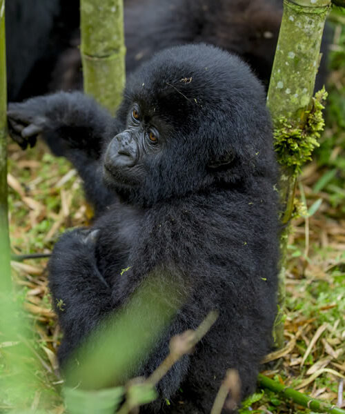 8 Days Primate Tracking Rwanda Wildlife Safari