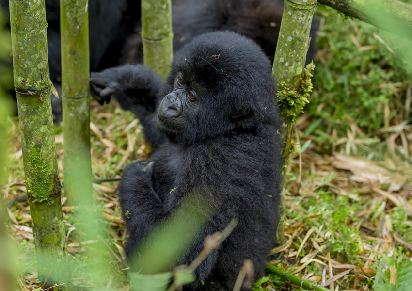 8 Days Primate Tracking Rwanda Wildlife Safari