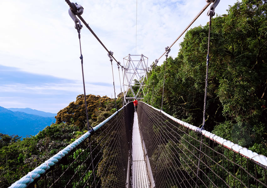 Canopy Walk Experience in Nyungwe Forest National Park