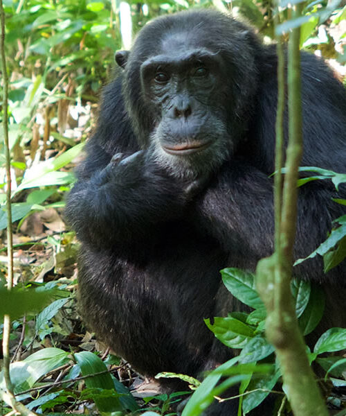 5 Days Nyungwe Chimpanzee Tracking Safari