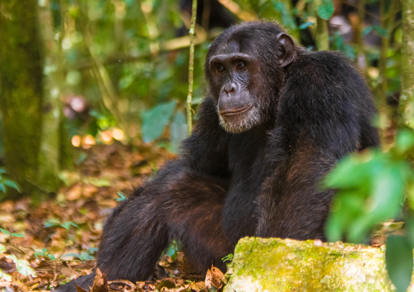 Chimpanzee Trekking in Rwanda