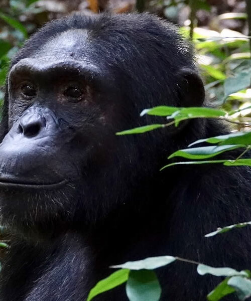 6 Days Chimpanzee Tracking in Kibale Forest