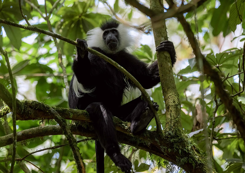 Colobus Monkey Trekking Tours in Rwanda