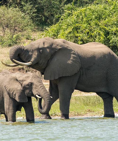 11 Days Wildlife Safari Adventure in Uganda