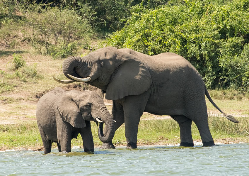 11 Days Wildlife Safari Adventure in Uganda