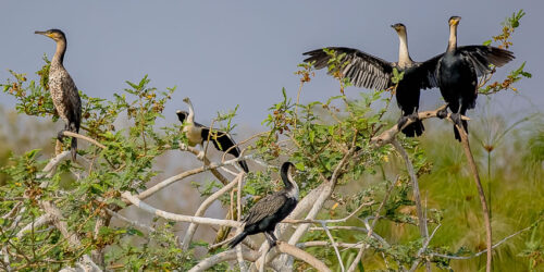 Gishwati - Mukura National Park