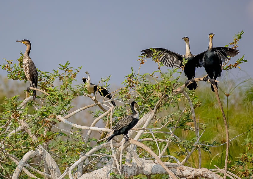 Gishwati - Mukura National Park