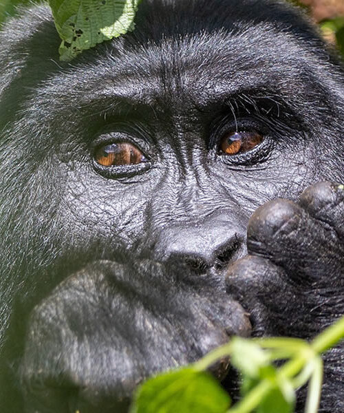 5 Days Uganda Double Gorilla Trekking Tour