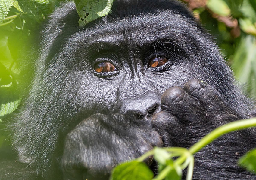 5 Days Uganda Double Gorilla Trekking Tour