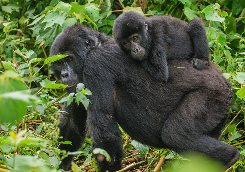 Gorilla Trekking in Rwanda