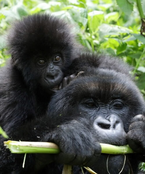 4 Days Rwanda Double Gorilla Trekking Tour