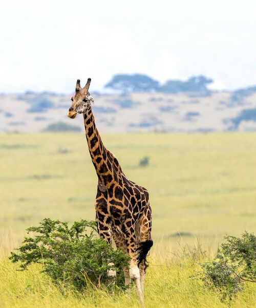 8 Days Wildlife Safari Tour in Uganda