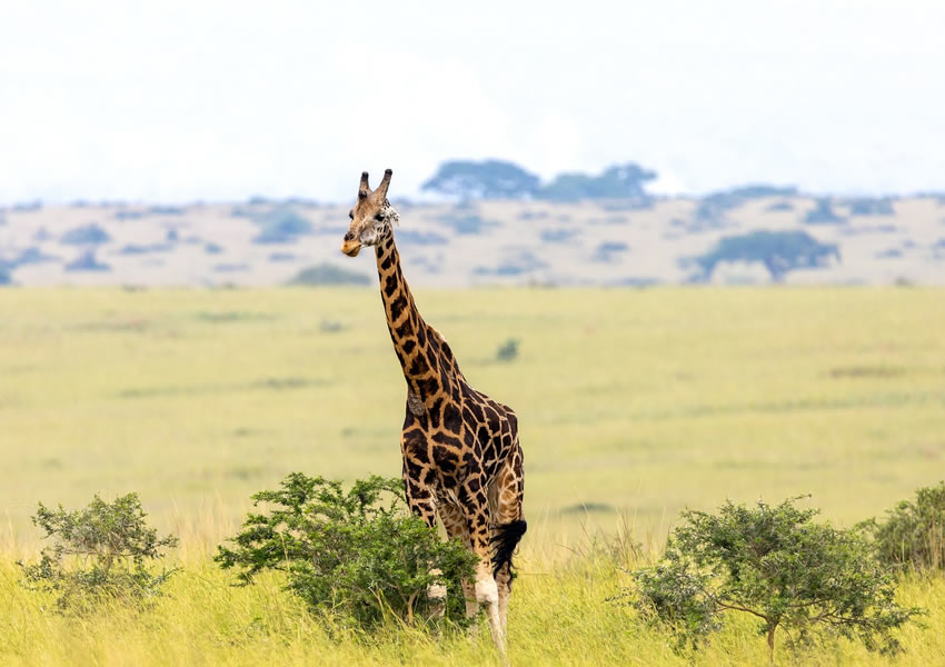 8 Days Wildlife Safari Tour in Uganda