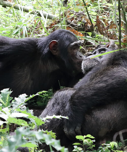 5 Days Gorilla & Chimpanzee Trekking Rwanda Safari