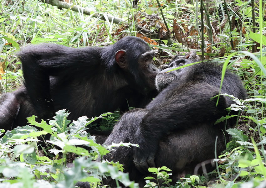 5 Days Gorilla & Chimpanzee Trekking Rwanda Safari