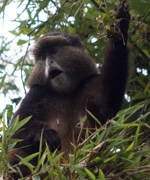 2 Days Rwanda Golden Monkey Trekking Tour