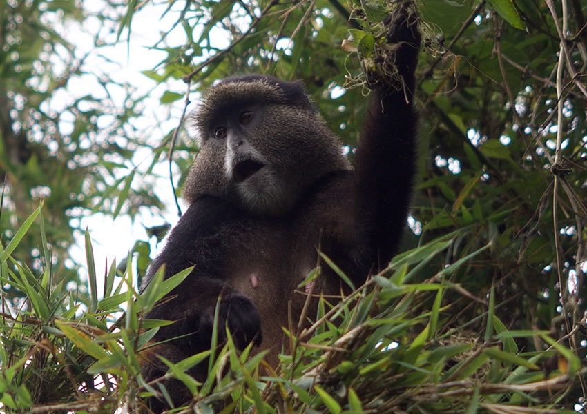 2 Days Rwanda Golden Monkey Trekking Tour