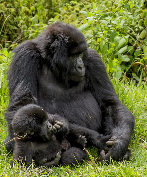 3 Days Gorilla Trekking Rwanda Safari