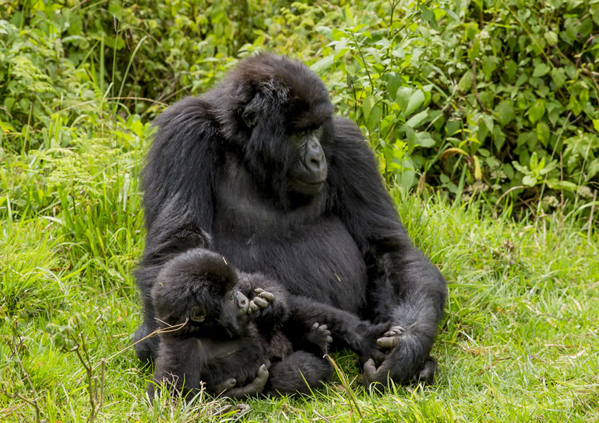 3 Days Gorilla Trekking Rwanda Safari