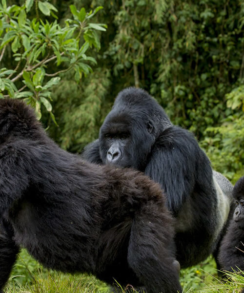 5 Days Rwanda Gorilla Trekking Safari