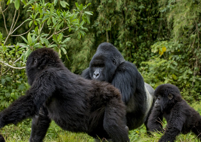 5 Days Rwanda Gorilla Trekking Safari