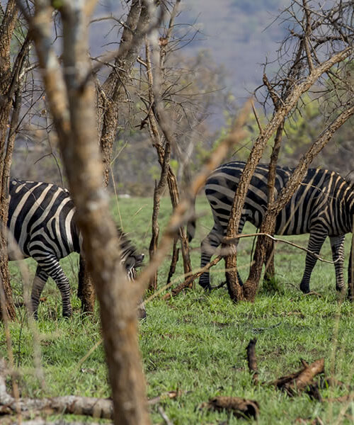 10 Days Around Rwanda Wildlife Safari