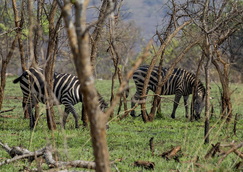 10 Days Around Rwanda Wildlife Safari