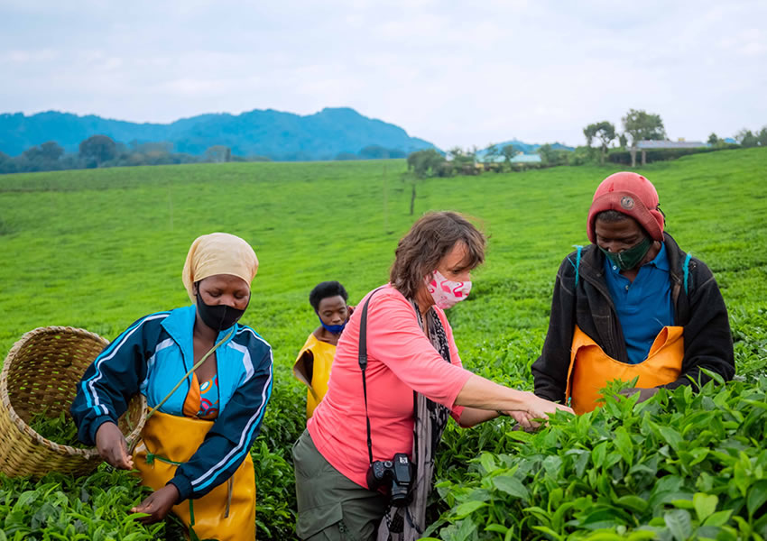 Tea Plantation Tour Experience in Rwanda