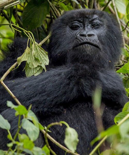 2 Days Gorilla Tracking Tour in Rwanda