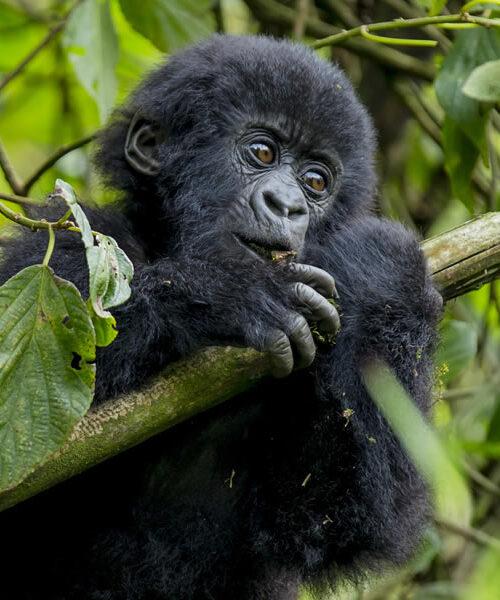 4 Days 4 Days Primate Tracking Safari in Rwanda