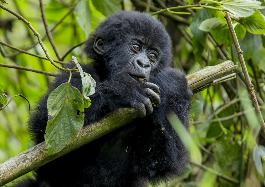 4 Days 4 Days Primate Tracking Safari in Rwanda