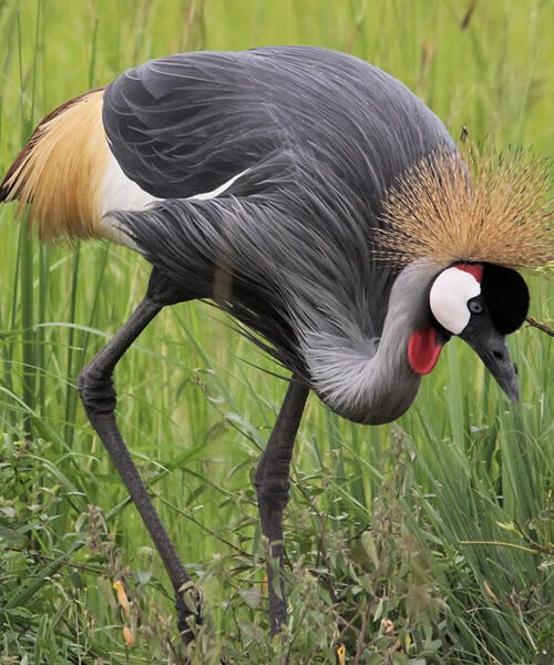 7 Days Uganda Bird Watching Safari