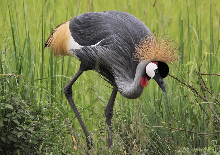 7 Days Uganda Bird Watching Safari