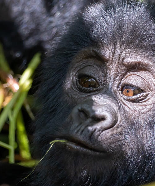 3 Days Gorilla Trekking Uganda Safari