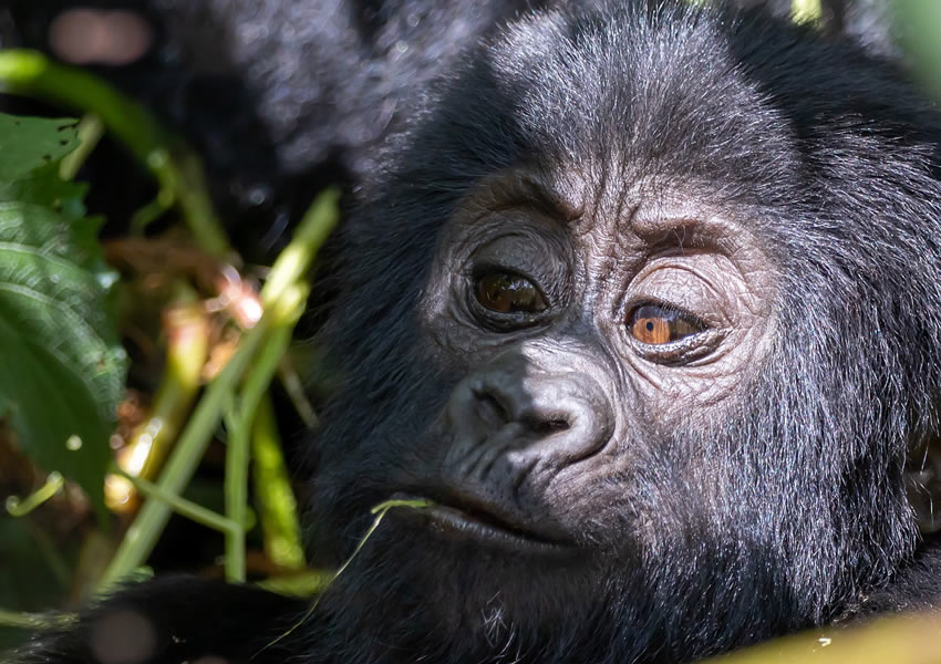 3 Days Gorilla Trekking Uganda Safari